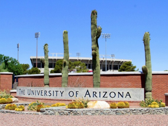 Cacti in front of the University of Arizona sign.